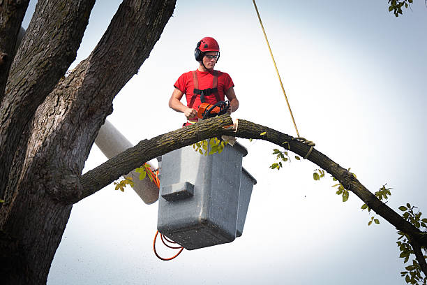 Trusted Elba, AL  Tree Services Experts